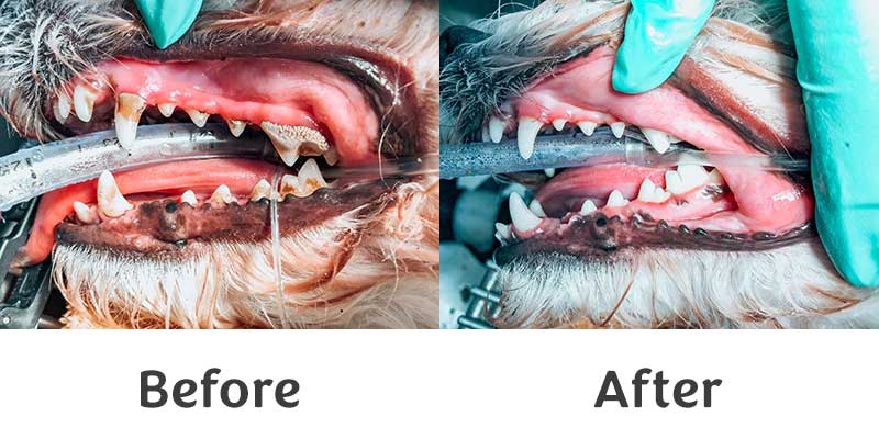 Parker Animal Care Pet Dental Before & After