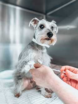 Parker Animal Care Pet Sick Visits